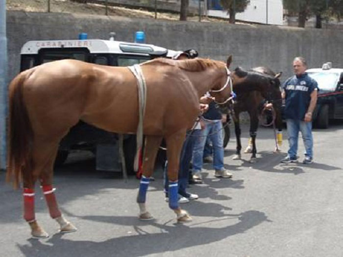 Catania: Il Sindaco Enzo Bianco dispone indagini per la corsa di cavalli clandestina