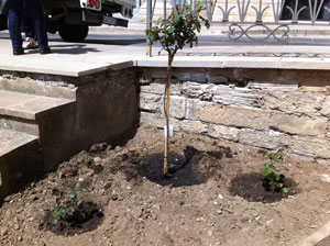 Inciviltà a Nicosia, rubate le piantine di rose in piazzetta San Calogero