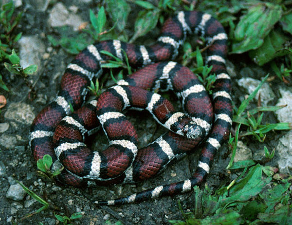 Enna, la forestale cattura un serpente su un terrazzo