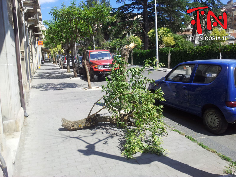 Nicosia, un albero abbattuto in via Umberto