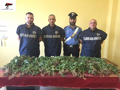 Capizzi, arrestato un uomo per coltivazione di marijuana