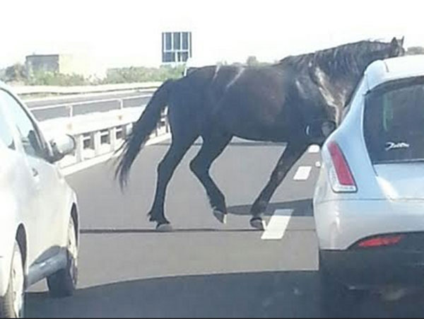 La polizia ferma un cavallo sulla A19 svincolo Mulinello