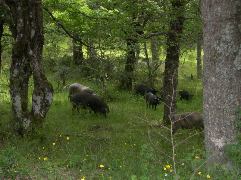 Nicosia, allevatore aggredito da un cinghiale