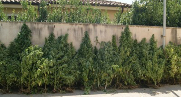 Piazza Armerina, rinvenuta una piantagione di marijuana, arrestato un uomo