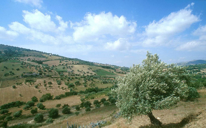 Agira, domenica 4 ottobre la riserva naturale orientata Vallone di Piano della Corte ospiterà ‘’Eurobirdwatching 2015’’