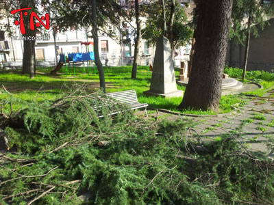 Nicosia, cominciati i lavori di potatura degli alberi di villa Burrafato