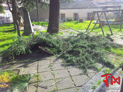 Nicosia, cominciati i lavori di potatura degli alberi di villa Burrafato