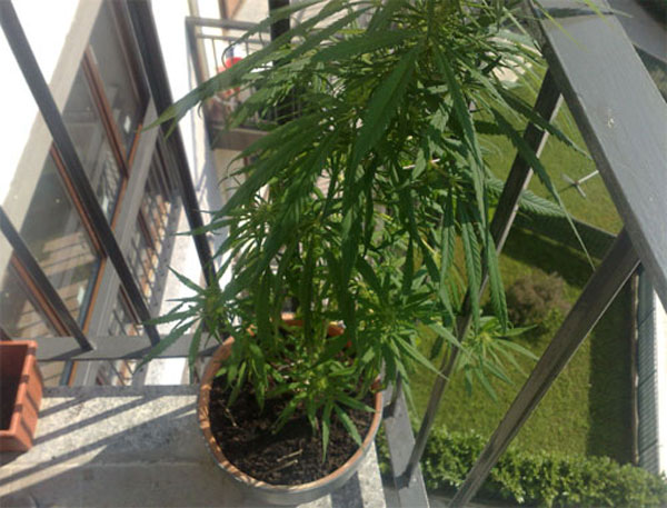 Villarosa, denunciato un uomo che coltivava marijuana nel balcone di casa