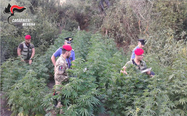 Operazione dei carabinieri sui Nebrodi, arrestati due fratelli coltivatori di una piantagione di marijuana