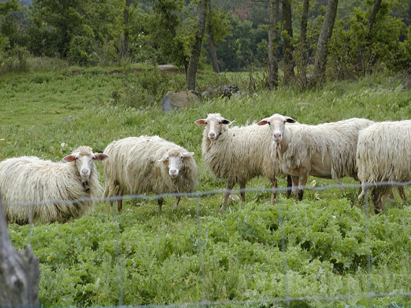 Capizzi, attivato protocollo d’intesa tra comune ed organizzazioni professionali agricole