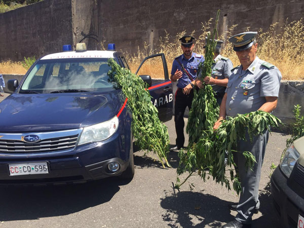 Estirpata un’altra piantagione di marijuana sui Nebrodi