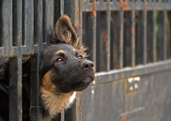 Nicosia, approvati in giunta i provvedimenti per i cani randagi