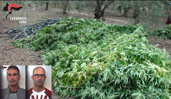 Regalbuto, sequestrata una piantagione di marijuana e arrestati due uomini 