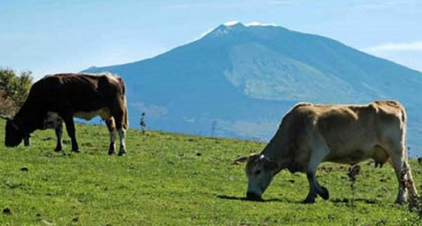 Capizzi, sindaco Purrazzo “Non ci sono nel nostro territorio casi di carbonchio’’