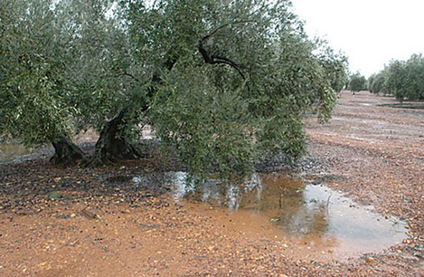 Troina, richiesto lo stato di calamità naturale per gli ingenti danni al settore olivicolo