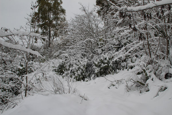 Emergenza neve, situazione drammatica in tutta la provincia nord ennese