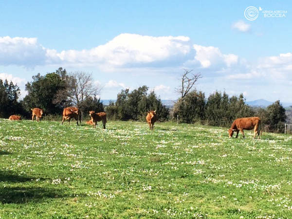 Nicosia, sequestrati bovini per sospetto trattamento con anabolizzanti