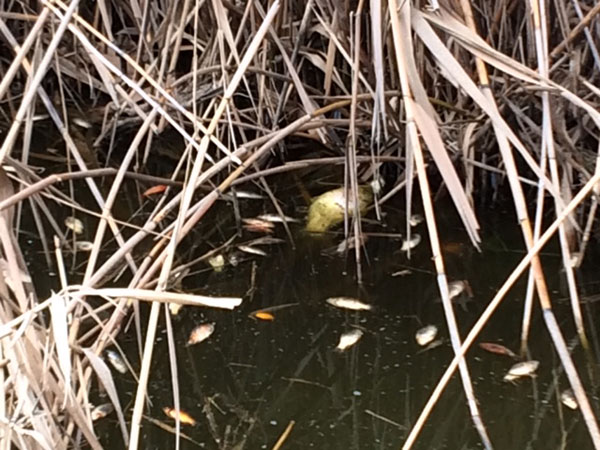 Moria di pesci nella Riserva Naturale Speciale ‘’Lago di Pergusa’’