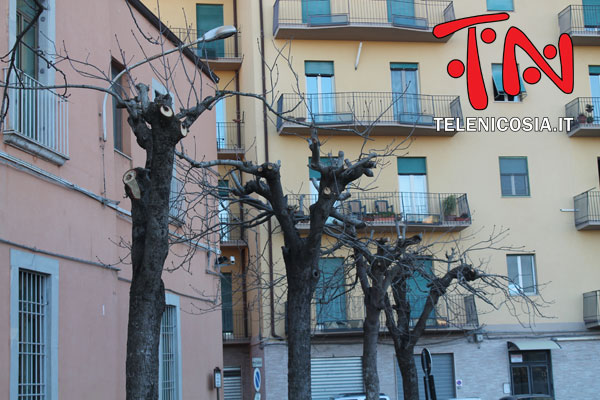 Nicosia, per la potatura degli alberi di Santa Maria di Gesù insorge l’opposizione in consiglio comunale