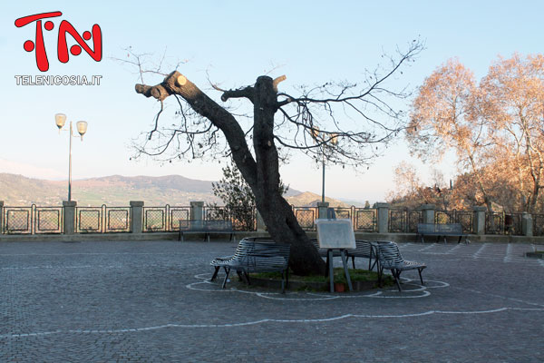 Nicosia, per la potatura degli alberi arrivano le prime risposte dagli uffici comunali