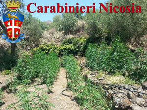 Compagnia dei Carabinieri di Nicosia, estirpata un’intera piantagione di marijuana