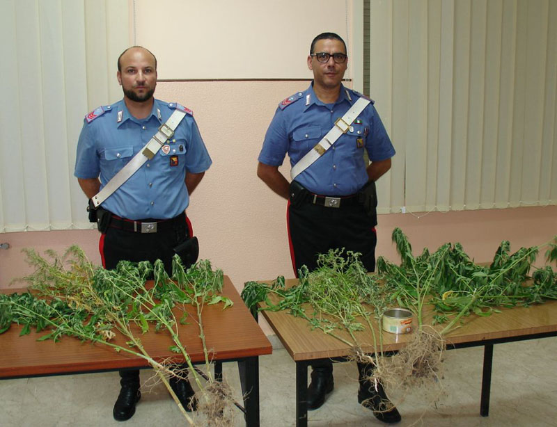 Piazza Armerina, arrestato 62enne per detenzione e coltivazione di stupefacenti