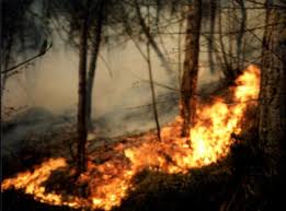 Stagione degli incendi.
Divampato un grosso incendio nella zona Morello Giulfo di Villarosa.
Piccoli roghi a Piazza Armerina e a ridosso dell’area archeologica di Morgantina