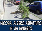 Nicosia, un albero abbattuto in via Umberto