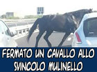 La polizia ferma un cavallo sulla A19 svincolo Mulinello