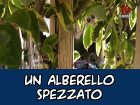 Un alberello spezzato