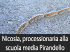 Nicosia, processionaria del pino alla scuola media Pirandello