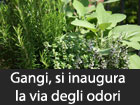 Gangi, piante officinali e aromatiche, si inaugura la via degli odori