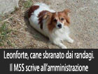 Leonforte, cane sbranato dai randagi. Il M5S scrive all'amministrazione