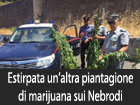 Estirpata un’altra piantagione di marijuana sui Nebrodi