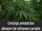 Centuripe, arrestati due allevatori che gestivano una piantagione di cannabis