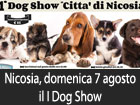 Nicosia, domenica 7 agosto la prima edizione del Dog Show