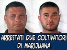 Arrestati due coltivatori di marijuana