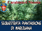 Compagnia dei Carabinieri di Nicosia, estirpata un’intera piantagione di marijuana