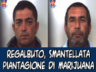 Regalbuto, smantellata dai carabinieri una piantagione di marijuana