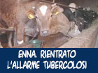 ENNA. Rietrato l'allarme tubercolosi per due allevamenti. Altri tre sotto sequestro